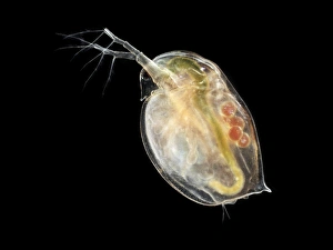 Water flea Print, Daphnia sp. Internal organs visible in macro photograph
