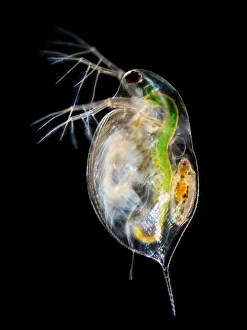 Macrophotograph of a Water Flea Print