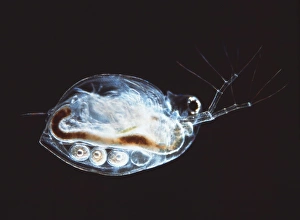 Water flea Print, a female with eggs and antennae