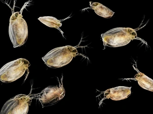 Prints of Water fleas. Macro photograph of a number of water fleas (Daphnia sp.), showing their internal organs. Water fleas are small crustaceans, commonly found in fresh water Images Dated 2010 January: Water Fleas Print