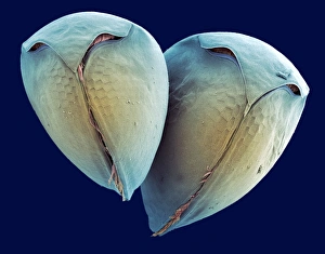 Scanning Electron Microscopy Photos Prints: Water fleas, SEM