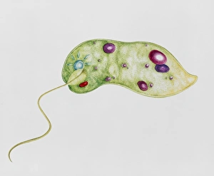 Watercolour artwork of the protozoan, Euglena sp Watercolour artwork of the protozoan, Euglena sp
