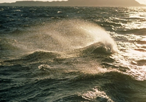 Blue Ocean Prints: Waves