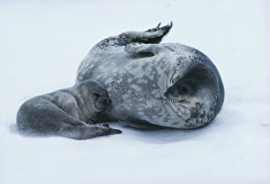 Weddell seal mother with pup Weddell seal mother with pup