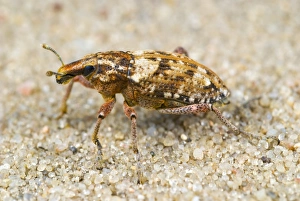 Insect Photography Nature Prints: Weevil on sand