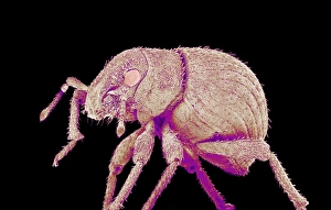 Scanning Electron Micrograph Insects Prints: Weevil, SEM