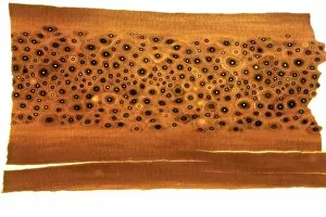 Lamella Collection: Whale bone sample, light micrograph