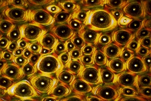 Prints of Whale bone tissue, light micrograph Images Dated 2012 March: Whale bone tissue Print