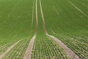 Winter Wheat Field Print