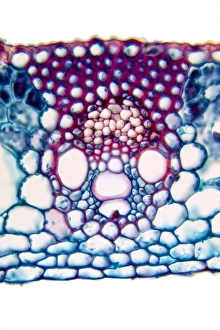 Wheat leaf print, x40 magnification