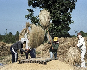 Prints of Wheat threshing. Women using sticks and bamboo poles to thresh the grains from harvested wheat bundles. Wheat (Triticum sp.) is one of the worlds major cereal crops Images Dated 2007 August: Wheat Threshing Print, Chiang Mai Province, Thailand, August 1988