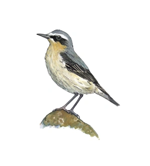 Oenanthe Oenanthe Species Prints: Wheatear, artwork C016 / 3269