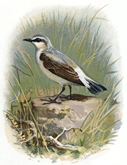 Oenanthe Oenanthe Species Prints: Wheatear, historical artwork