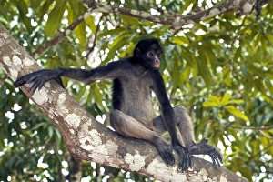White-bellied spider monkey in tree Print