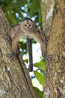 Tropical Forest Primates Prints: White-fronted capuchin monkey