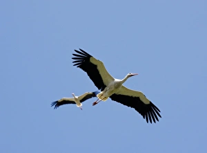White Stork Flight Prints: White Storks