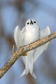 Tree Nesting Birds Prints: White tern in a tree