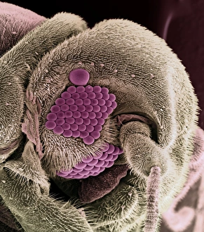 Compound Eyes Insect Prints: Whitefly head, SEM