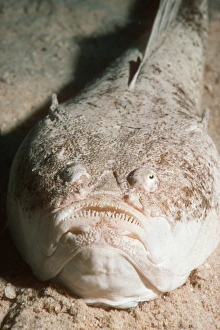 Whitemargin stargazer fish Whitemargin stargazer fish