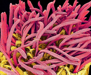 Whiteweed flower pistils, SEM Whiteweed flower pistils, SEM