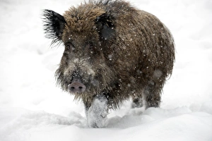 Austrian Wildlife Photos Prints: Wild boar