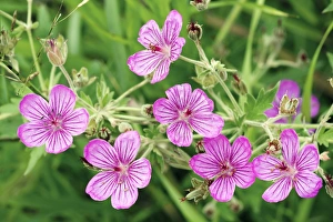 Cranesbill Flowers Prints: Wild geranium (Geranium caespitosum)