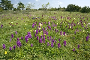 Oland Island Flora Prints: Wild orchids and cowslips