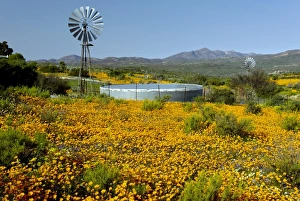 South African Wildflowers Prints: Wind pump and daisies