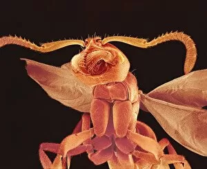 Images Dated 26th November 2001: Winged ant, SEM