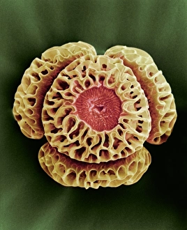 Winters bark (Drimys winteri) pollen, SEM Winters bark (Drimys winteri) pollen, SEM