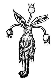 Woodcut depicting female root of Mandrake Woodcut depicting female root of Mandrake