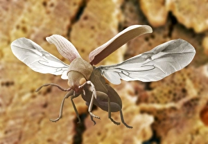 Woodworm beetle in flight Woodworm beetle in flight