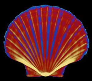 X-ray of pecten scallop shell X-ray of pecten scallop shell
