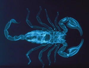 X-ray of the scorpion, Palamnaeus fulvipes X-ray of the scorpion, Palamnaeus fulvipes