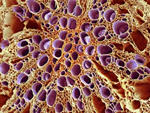 Prints of Xylem tissue. Coloured scanning electron micrograph (SEM) of a section through xylem tissue from a dicotyledon rootlet Images Dated 2007 December: Xylem Tissue Print
