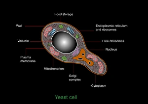 Prints of Yeast cell. Computer artwork showing the structure of a yeast cell Images Dated 2011 April: Yeast Cell Print