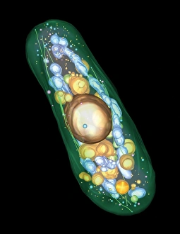 Images Dated 7th March 2008: Yeast Cell, Electron Tomogram Print