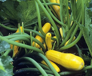 Yellow courgettes Print