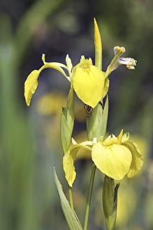 Iris Pseudacorus Prints: Yellow iris (Iris pseudacorus)