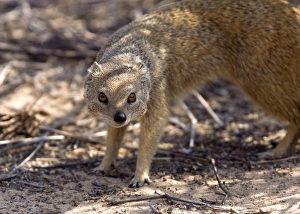 Kalahari Gemsbok National Park Prints: Yellow mongoose