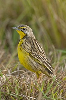 Yellow-throated longclaw Yellow-throated longclaw