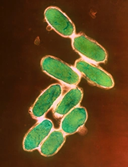 Yersinia pestis (plague) bacteria Yersinia pestis (plague) bacteria