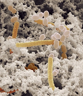 Prints of Yoghurt bacteria. Coloured scanning electron micrograph (SEM) of bacteria (coloured) among the milk solids from a yoghurt Images Dated 2003 April: Yoghurt Bacteria Print - Coloured SEM of bacteria in yoghurt milk solids