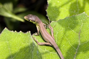 Lacerta Viridis Prints: Young green lizard
