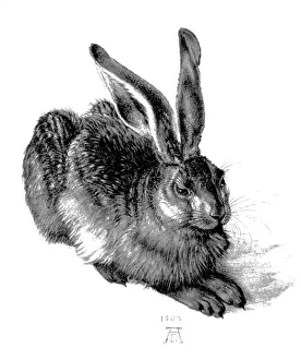 Young hare, by Durer Young hare, by Durer