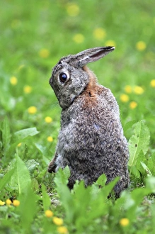 British Wildlife Photography Images Prints: Young rabbit
