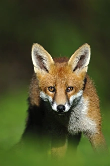 Vulpes Vulpes Juvenile Prints: Young red fox