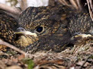 European Robin Habitat Prints: Young robins