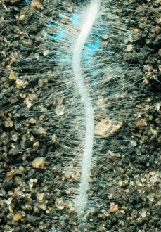 Raphanus Sativus Prints: Young root of the radish, Raphanus