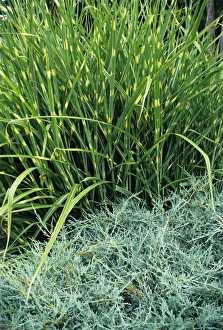 Perennial Plants Prints: Zebra grass